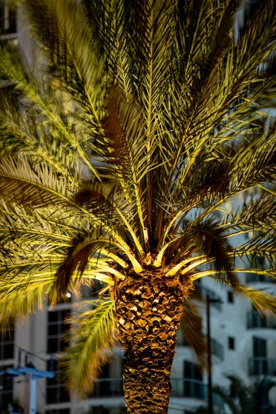 Palme Nachts Angezündet — Stockfoto