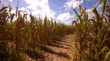 Bir mısır tarlasında kaybolup duruyor.