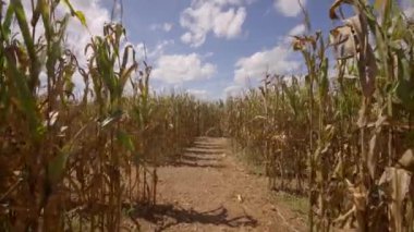 Hareket videosu mısır labirentinde kayboldu. 4k 60fps