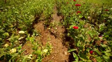 Çiçek tarlasında yürüyorum 4k 60fps