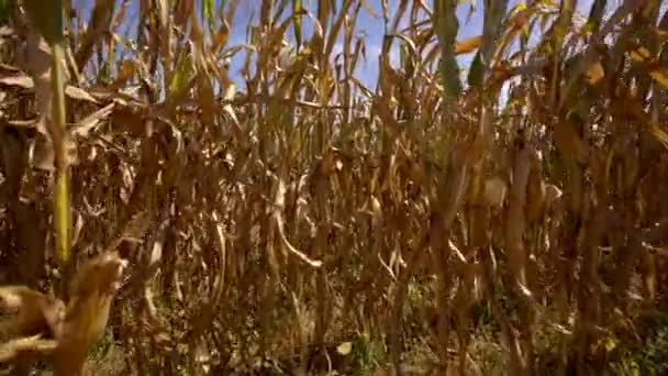 Reveal Field Corn — Stock Video