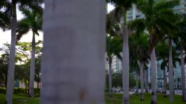 Miami Parkı 'nda hareketli palmiye ağaçları