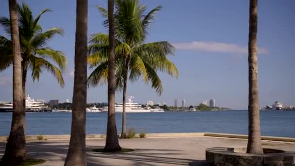 Miami Palm Trees Bay Macarthur Causeway Background — Stock Video