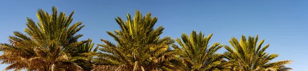 Mavi Gökyüzündeki Palmiye Ağaçlarının Panorama Arkaplanı — Stok fotoğraf