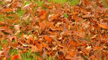 4k motion video sonbahar yaprakları yerde