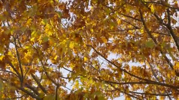 Ein Spaziergang Durch Einen Wald Mit Herbstlichem Laub Bäumen Filmmaterial — Stockvideo