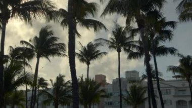 Miami sahiline yaklaşan 6K video fırtınaları rüzgarda sallanan palmiye ağaçları