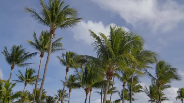 Gökyüzünde Standart Hız Palmiye Ağaçları — Stok video