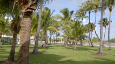 Miami Plajı Lummus Parkı 'nda hala 6k video palmiyesi