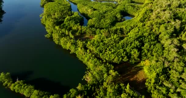 Imágenes Aéreas Manglares Verdes Paisajes Naturales Ríos — Vídeos de Stock