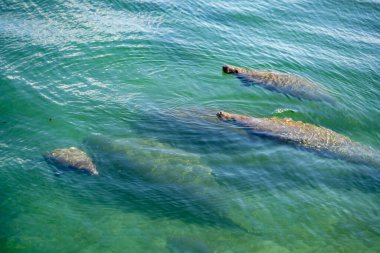 Florida sularındaki deniz ayılarının fotoğrafı