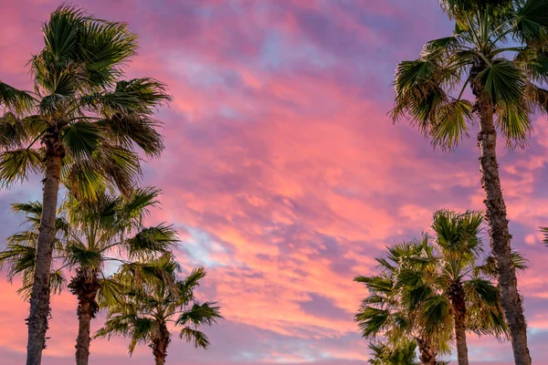 Coucher Soleil Dramatique Avec Des Palmiers — Photo