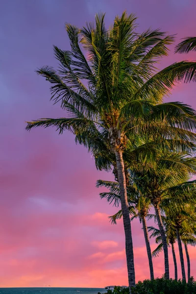 Hermoso Amanecer Hawaiano Playa Con Palmeras — Foto de Stock
