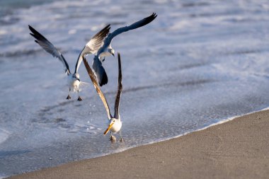 Ekmek için martı kovalayan sürü.