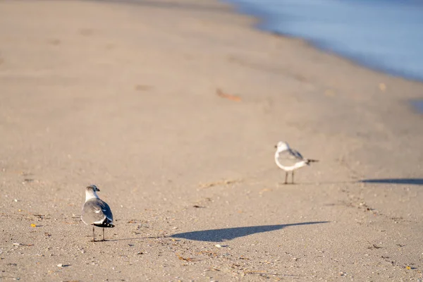 Чайки Песке Берега — стоковое фото