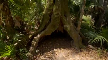 Eğim, Highlands Hamak Parkı Sebring FL ABD 'deki ölen yaşlı ağacı gözler önüne seriyor.