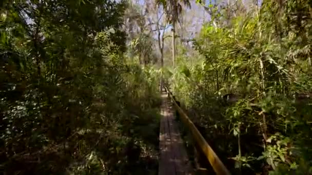 Sentier Artificiel Dans Les Bois Vidéo Mouvement Fpv — Video