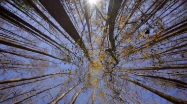 360 korteks mavi gökyüzünde ormanda ağaçları döndürür