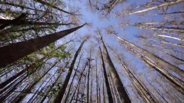 Doğrudan ormandaki pov ağaçlarına bakıyor.