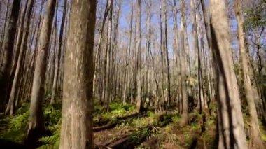 Florida bataklık bataklığı Sebring FL Highlands Hamak Parkı