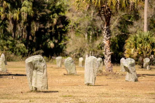 Florida Bomen Bedekt Met Zeil Tijdens Winter Koude Snap Weer — Stockfoto