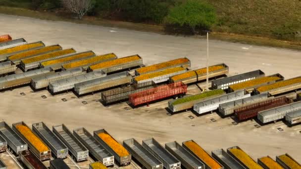 Oranje Vrachtwagen Transport Florida Tropicana Fabriek Fort Pierce — Stockvideo