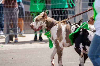 Hollywood, FL, ABD - 13 Mart 2022: 2022 St. Patrick Günü Geçit Töreni Fotoğrafları Hollywood 'un merkezinde.