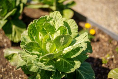 Bahçede büyüyen lahana