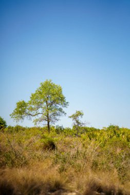 Mavi berrak arkaplandaki bir ağacın stok fotoğrafı