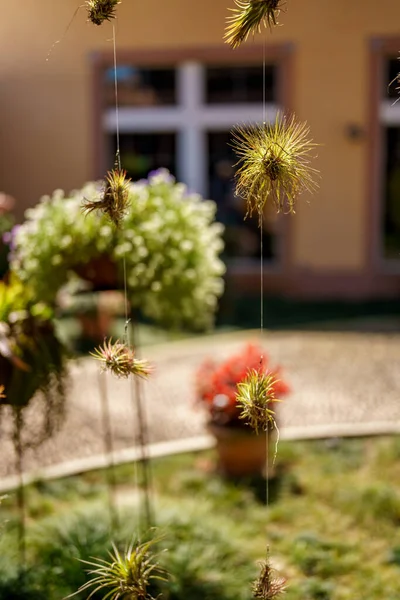 Photo Van Luchtplanten Hangend Een Tuin — Stockfoto