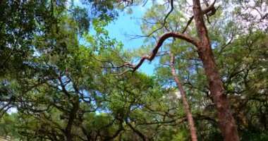 Florida ormanlarındaki yosunlu meşe ağaçları 5k hareketli görüntüler.