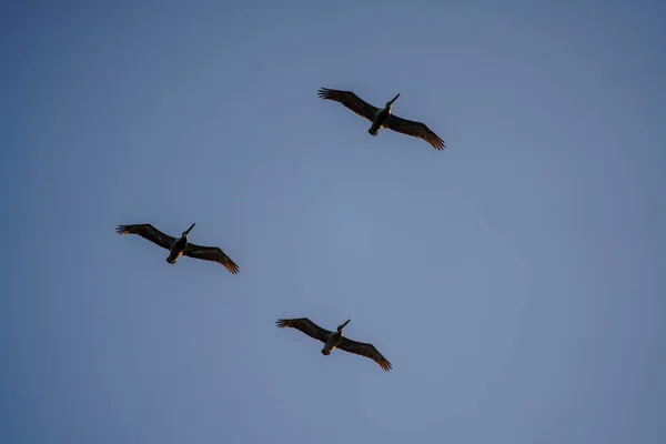 Τρεις Πελεκάνοι Πετούν Σχηματισμό Στον Γαλάζιο Ουρανό — Φωτογραφία Αρχείου