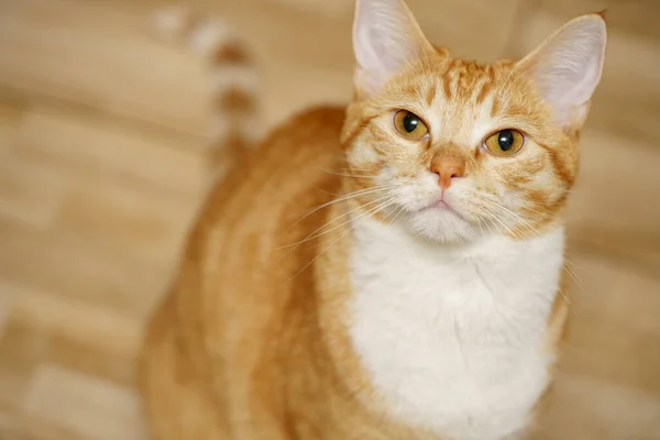Φωτογραφία Μιας Πορτοκαλί Γάτας Ηλικίας Έτους — Φωτογραφία Αρχείου