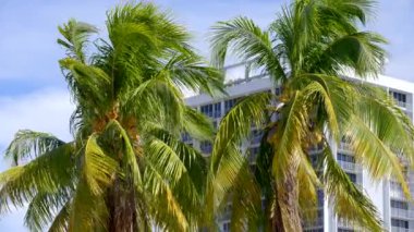  8k video two palm trees with highrise building in background