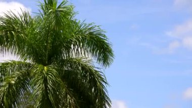 8k video tropical palm tree fronds on blue sky