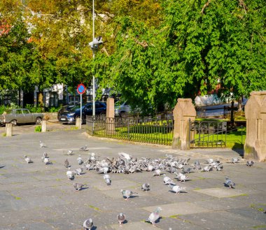 Bergen Norveç 'te kuş sürüsü