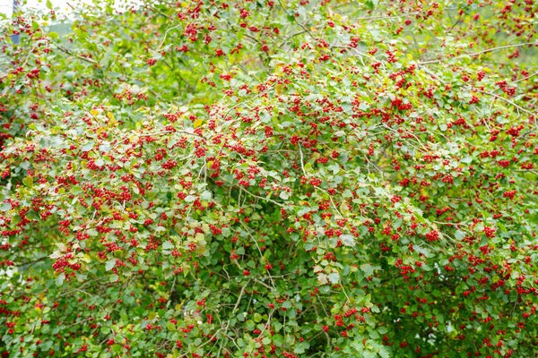 Красные Ягоды Цвету — стоковое фото