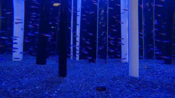 Video Neon Tetra Fish Tank — Stock Video