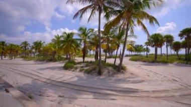 Miami Key Biscayne sahilinde yüzlerce palmiye ağacı var.