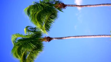 Miami 'de mavi gökyüzünde palmiye ağaçlarının dikey videosu