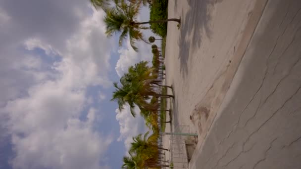Vertikala Stockbilder Miami Palmer — Stockvideo