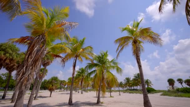 Panning Pov Vídeo Miami Beach Palmeiras Praia Areia — Vídeo de Stock