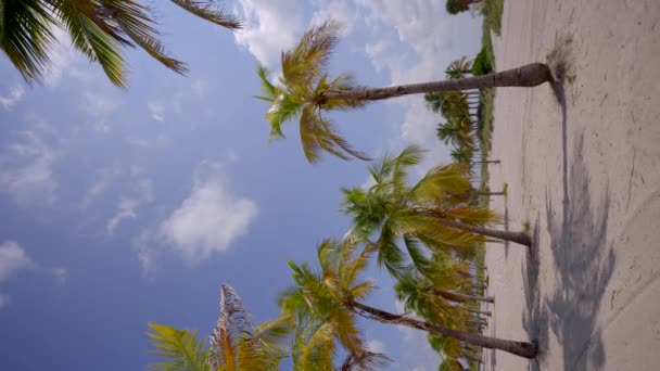 Panning Video Palmbomen Het Strand — Stockvideo