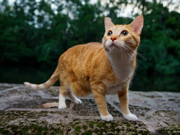 Εικόνα Ενός Χαριτωμένου Πορτοκαλί Tabby Οικιακή Γάτα Shorthair — Φωτογραφία Αρχείου