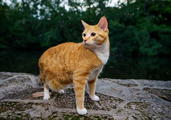 Imagen Una Linda Naranja Tabby Gato Taquigráfico Doméstico —  Fotos de Stock