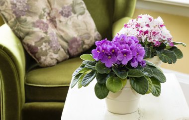 African Violets clipart
