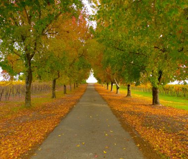 sonbahar yol