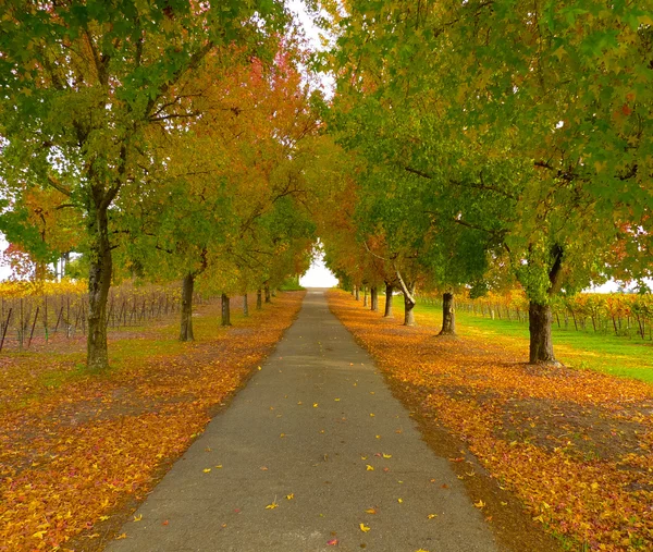 Herbststraße — Stockfoto