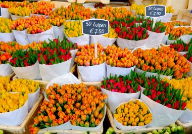Tulips in Amsterdam clipart