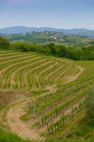 Виноградники Collio — стоковое фото